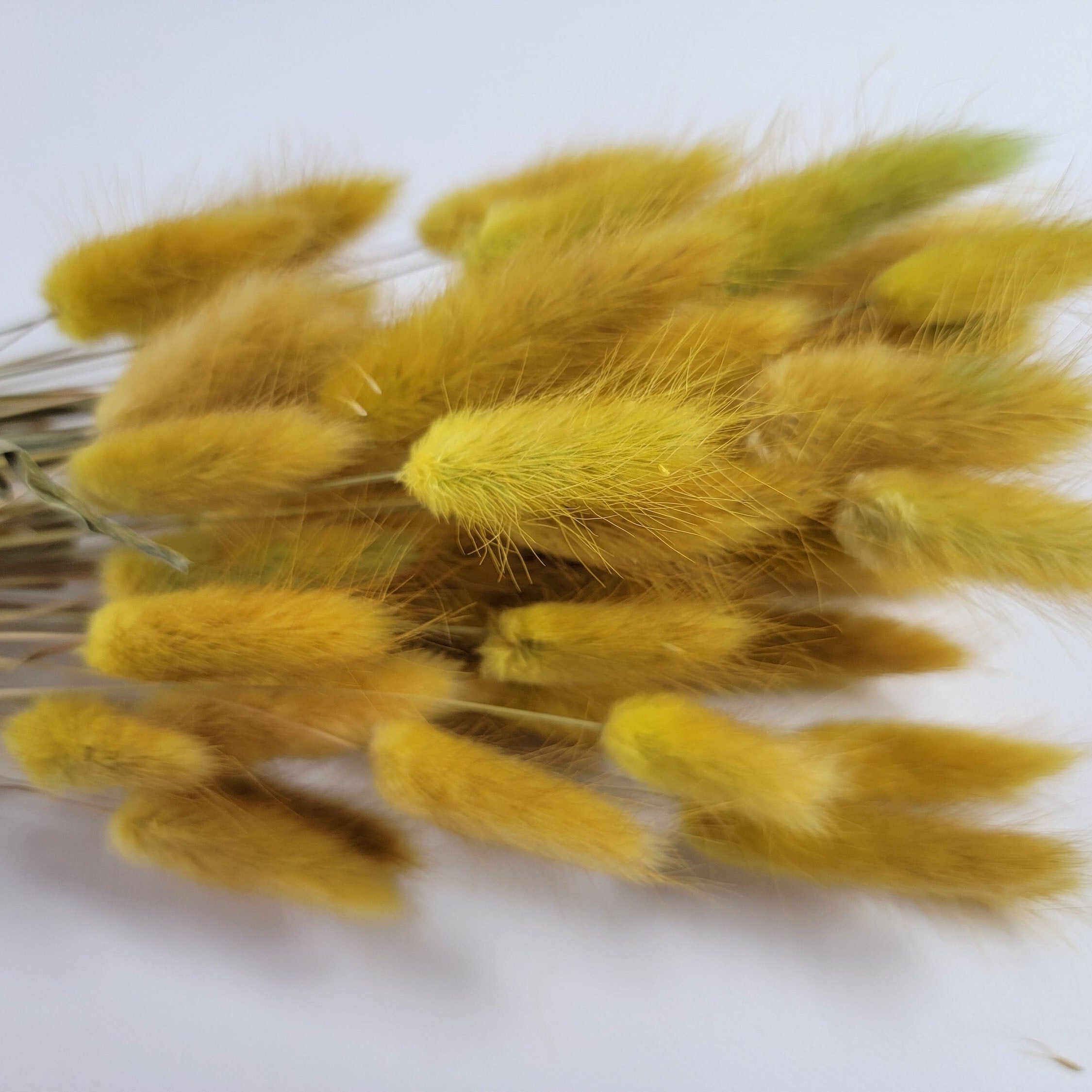 60 Stems Yellow Dried Bunny Tail Grass: Boho Wedding Decor
